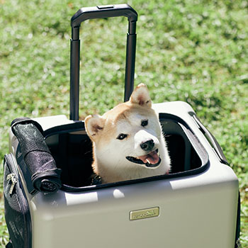 ペットキャリー Petico ぺチコ Lサイズ グレー 猫 小型犬 中型犬 80l 別送 代引不可 Y 三洋堂 世界のおみやげショップ