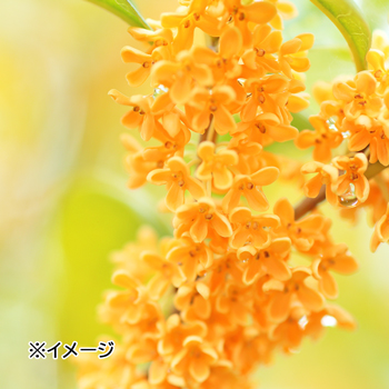 中国 土産 桂花陳酒 （ケイカチンシュ） リキュール 【L69104】 | 三洋
